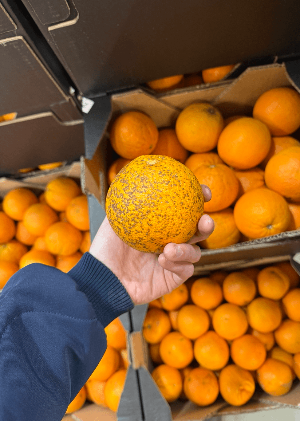 Orange tachée
